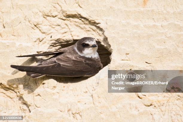 sand martin (riparia riparia), digs nesting cave, emsland, lower saxony, germany - riparia riparia stock pictures, royalty-free photos & images