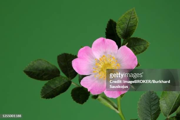 dog rose (rosa canina), flower, north rhine-westphalia, germany - ca nina stock pictures, royalty-free photos & images