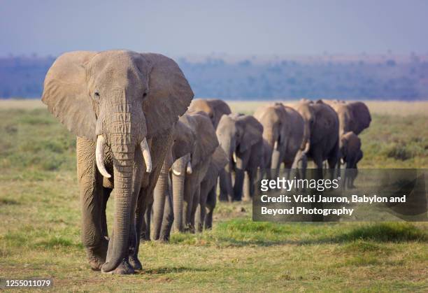 amazing line of elephant family marching in order at amboseli, kenya - elephant africa photos et images de collection