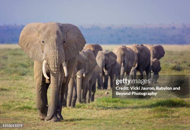 amazing line of elephant family marching in order at amboseli, kenya - kudde stockfoto's en -beelden