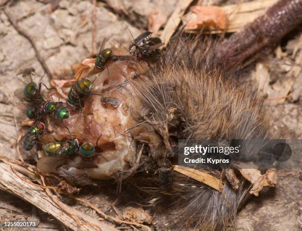 Rotting Insects Dead Rotten Photos and Premium High Res Pictures - Getty Images