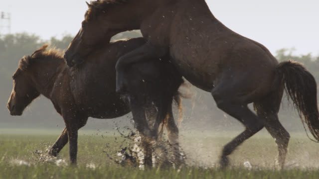 optie verontschuldigen Geboorteplaats 113 Mating Horses Videos and HD Footage - Getty Images