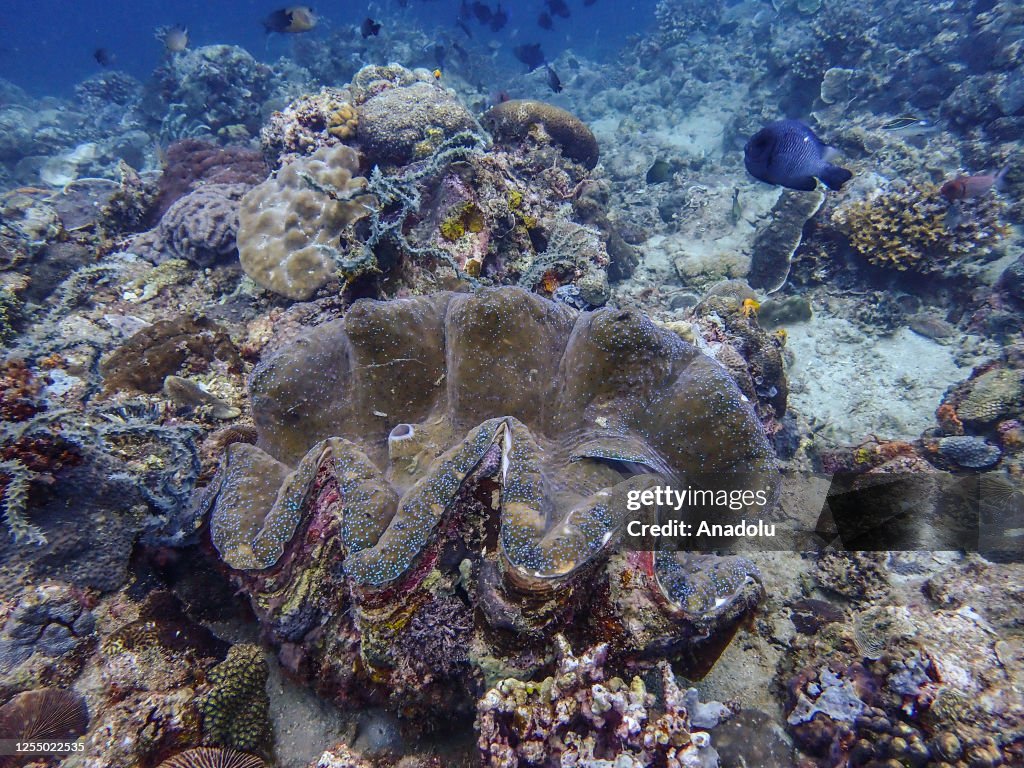 Scuba divers inspect the Giant Clams in coast of Philippines' Batangas