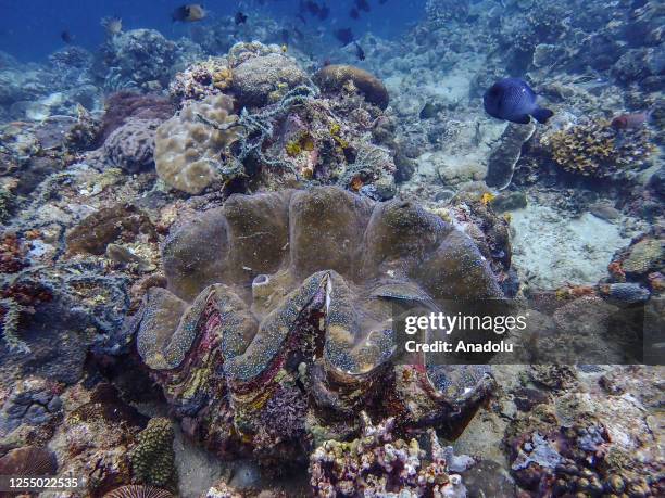 One of several Giant Clams, which are rare and vulnerable marine species in Asia Pacific known to live up to a maximum of 100 years, is seen on a...