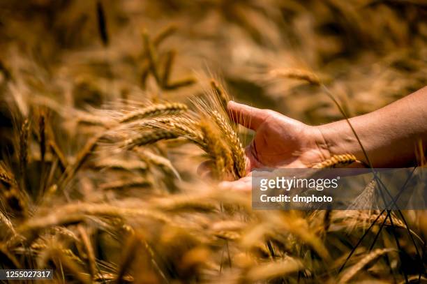 farmer touching golden heads of wheat while walking through field - abundance stock pictures, royalty-free photos & images