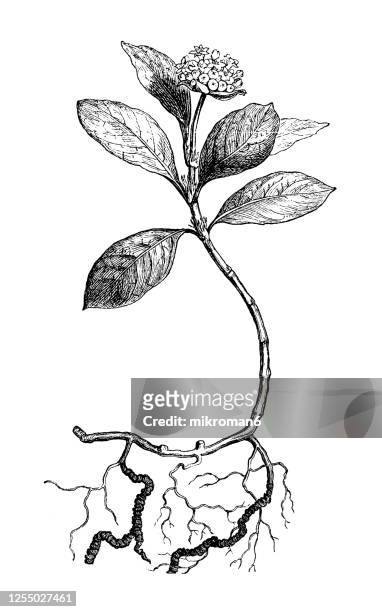 old engraved illustration of a psychotria ipecacuanha. uragoga ipecacuanha. carapichea ipecacuanha, medicinal plants - marsh mallow plant stock pictures, royalty-free photos & images