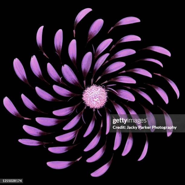 close-up, abstract image of a deconstructed pink flower against a black background - petal stock pictures, royalty-free photos & images