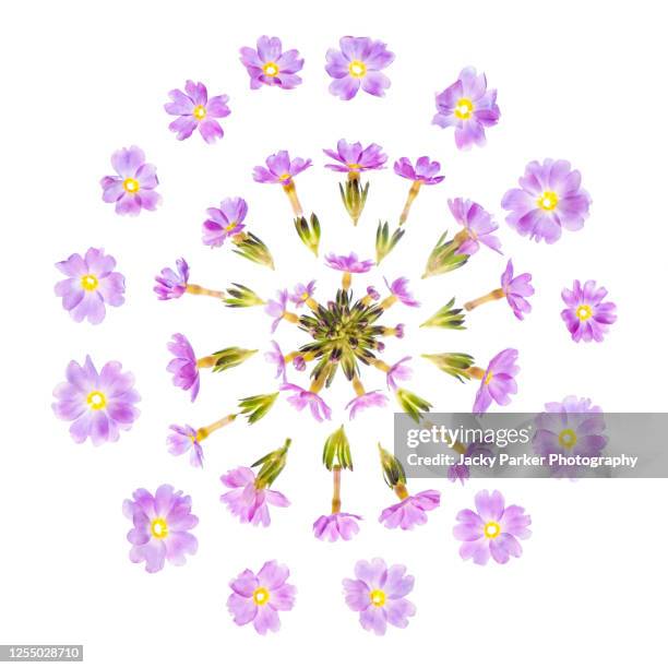 close-up, abstract image of a deconstructed purple primrose flower against a white background - primrose stock pictures, royalty-free photos & images