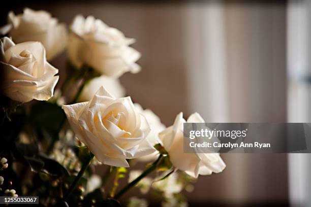 cream colored roses - funeral stock photos et images de collection