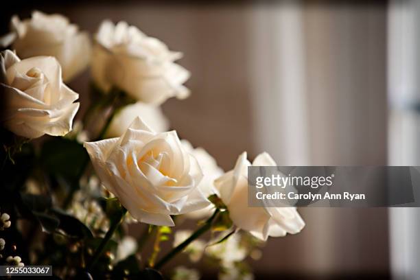 cream colored roses - memorial 個照片及圖片檔