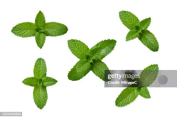 a collection of mint leaves - mint leaf stock-fotos und bilder