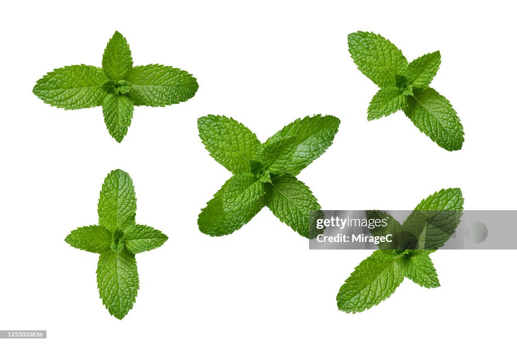 A Collection of Mint Leaves