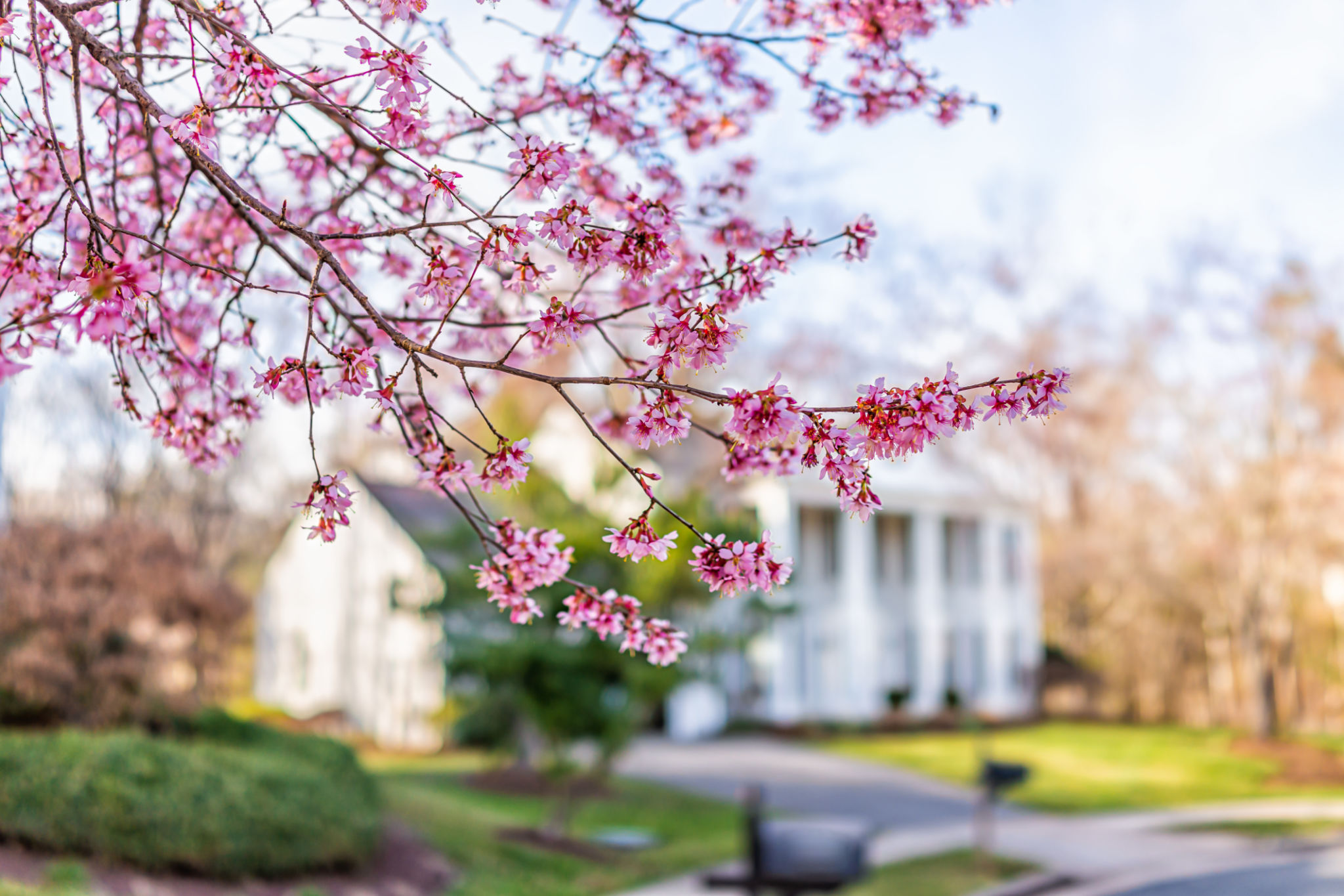 virginia garden