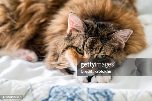 Closeup portrait face of one sad sleepy calico maine coon cat face lying on bed in bedroom room looking down bored with depression Closeup portrait face of one sad sleepy calico maine coon cat face lying on bed in bedroom room looking down bored with depression