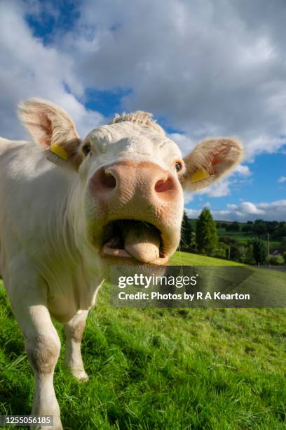 close up of a cow pulling funny face - funny cow stock pictures, royalty-free photos & images