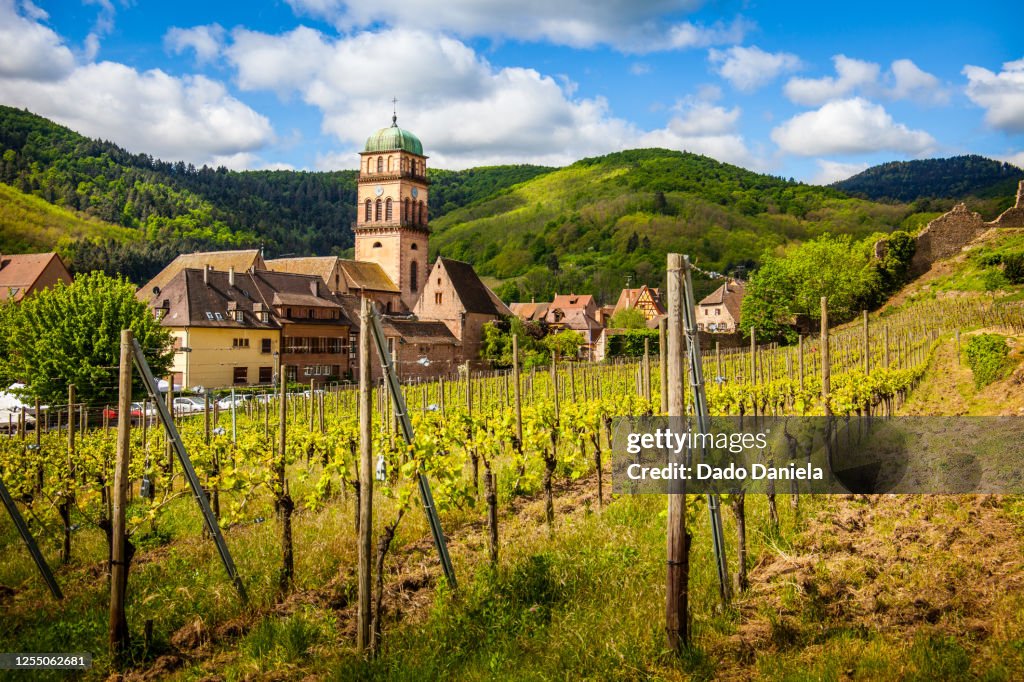 Kaysersberg Vineyard