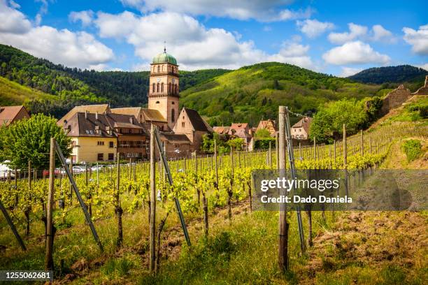 kaysersberg vineyard - colmar 個照片及圖片檔