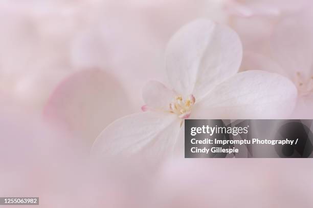 panicle hydrangea white details - panicle hydrangea stock pictures, royalty-free photos & images