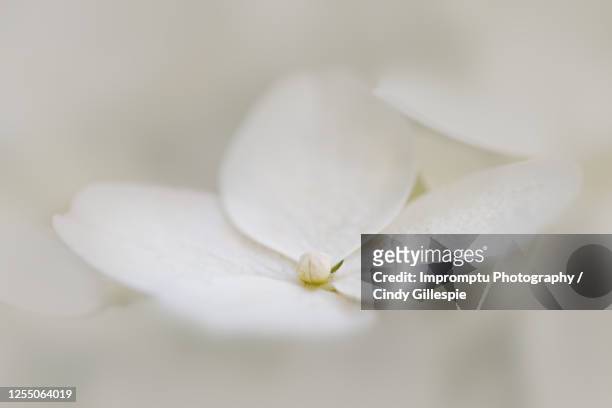 panicle hydrangea white details front view - panicle hydrangea stock pictures, royalty-free photos & images