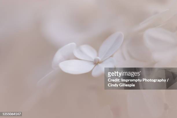 panicle hydrangea strawberry vanilla in detail - panicle hydrangea stock pictures, royalty-free photos & images