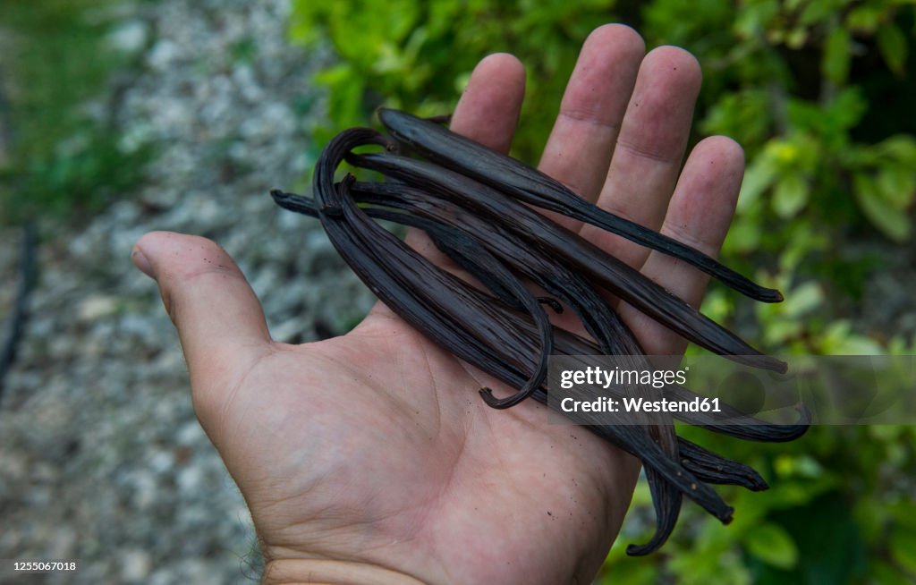 Close up of hand holding vanilla in vanilla plantation, Ouvea, Loyalty Islands, New Caledonia