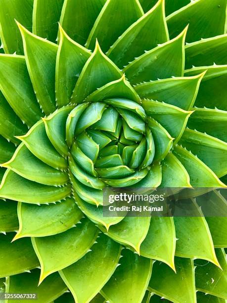 spiral aloe - leaves spiral stock pictures, royalty-free photos & images