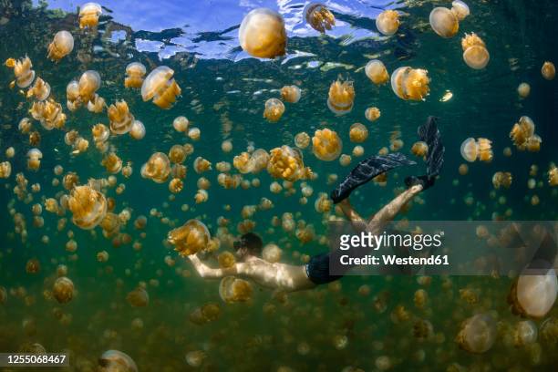 palau, eil malk island, man swimming with jellyfish in jellyfish lake - palau bildbanksfoton och bilder