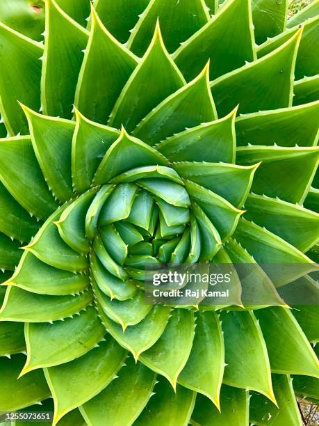 spiral aloe, a species of aloe. - leaves spiral stock pictures, royalty-free photos & images