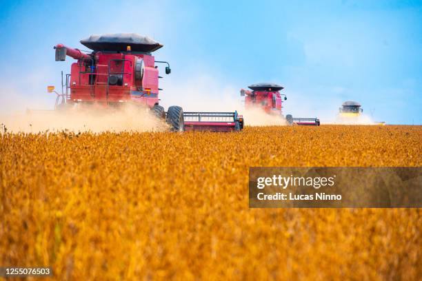 three combine harvesters - harvesting soybeans - soybean harvest photos et images de collection