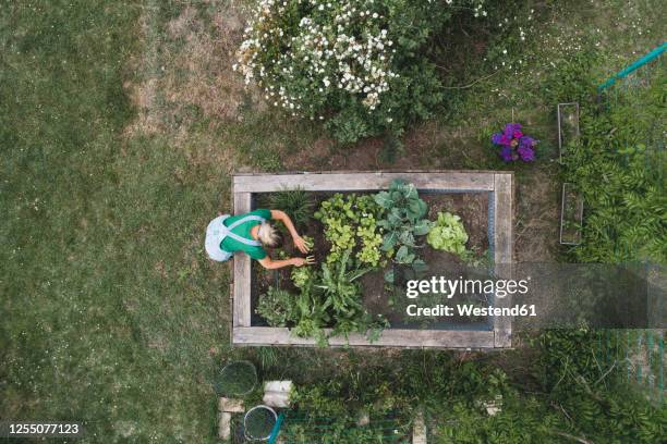 aerial view of mid adult woman planting in raised bed at yard - flower bed stock pictures, royalty-free photos & images