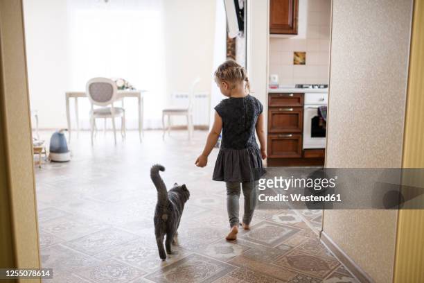girl walking with british shorthair cat at home - cat back stockfoto's en -beelden