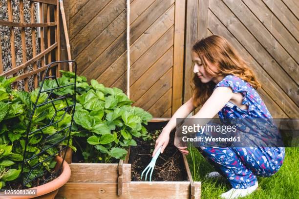 girl planting basil in raised bed at yard - gardening fork stock pictures, royalty-free photos & images