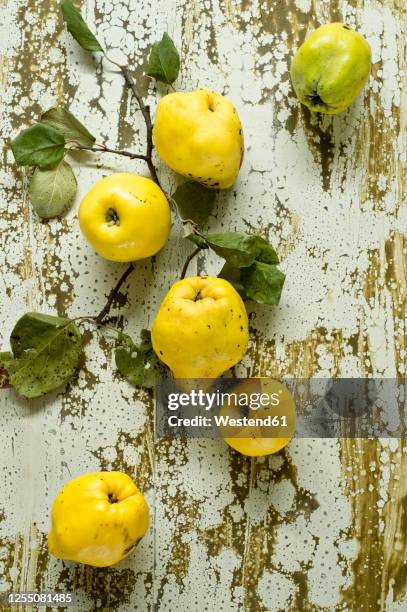 fresh quinces (cydonia oblonga) lying on weathered surface - kvitten bildbanksfoton och bilder