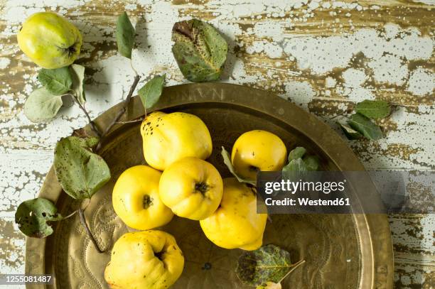 fresh quinces(cydoniaoblonga)on metal tray - kvitten bildbanksfoton och bilder