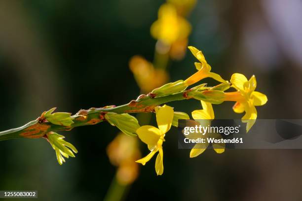 yellow bloomingwinter jasmines (jasminum nudiflorum) - jasmine stock pictures, royalty-free photos & images