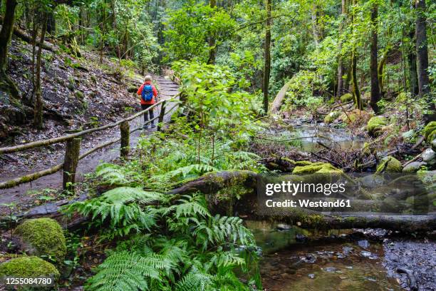 spain, canary islands, la gomera, female backpacker hiking along stream ingarajonaynational park - gomera bildbanksfoton och bilder