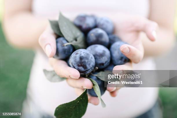 russia, hands of adult woman holding heap of fresh plums - pflaume stock-fotos und bilder