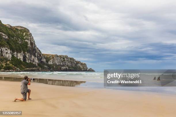 new zealand, man photographing new zealand sea lions (phocarctos hookeri) at purakaunui bay - photographing wildlife stock pictures, royalty-free photos & images