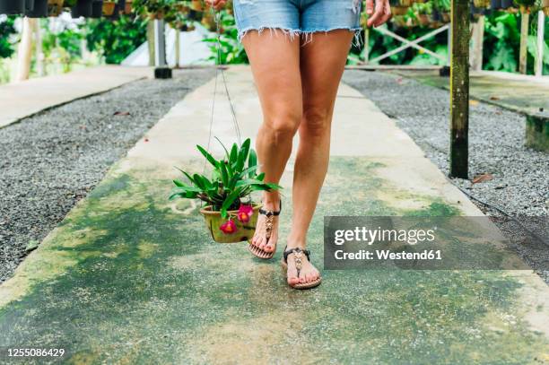 malaysia, low section of adult woman wearing shorts and flip-flops carrying potted plant - shorts stockfoto's en -beelden