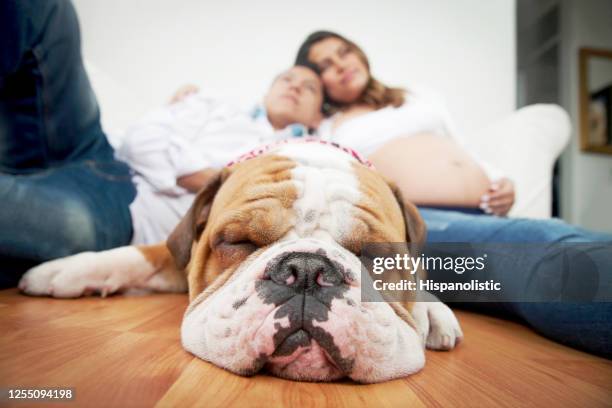 beautiful bulldog sleeping while pregnant couple sit relaxed at background - cute baby bulldogs stock pictures, royalty-free photos & images