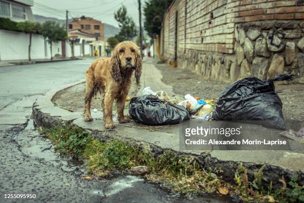 stray dog wet from rain near some garbage bags - animales salvajes fotografías e imágenes de stock