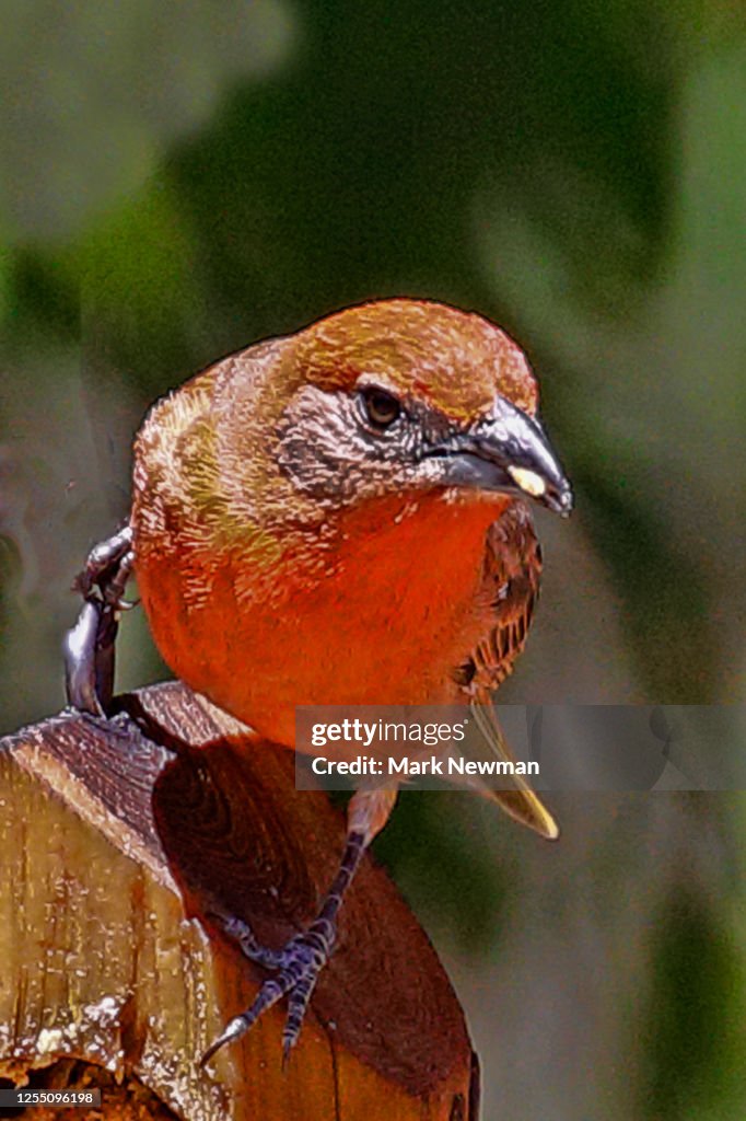 Hepatic tanager