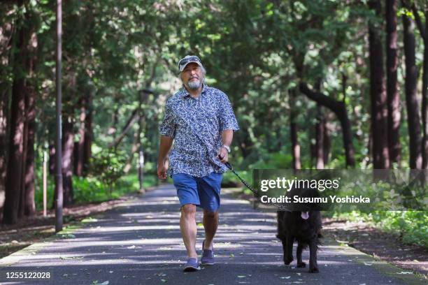 senior man walks his dog in the park in the morning. - alleen één seniore man stockfoto's en -beelden