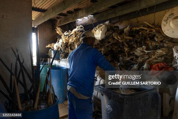 Oupa Makena who works for Africa African Tanning & Taxidermy, a company that trades with wildlife products, sinks the skull of an impala into bucket...