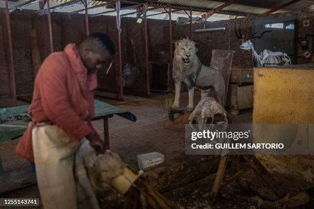 Lesetja Solomon Muila who works for Africa African Tanning & Taxidermy, a company that trades with wildlife products, uses a blade to remove the fat...