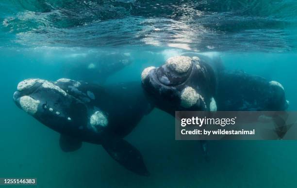 social gathering of four juvenile southern right whales taking an interest in the camera. performing in the shallow protected waters of the nuevo gulf, valdes peninsula, argentina, a unesco world heritage site.. - north atlantic right whale stock pictures, royalty-free photos & images