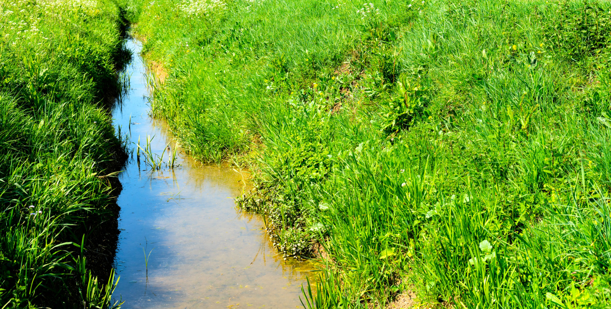 educational bio-swale