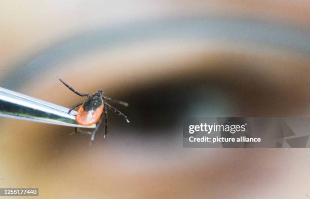 May 2023, Lower Saxony, Hanover: Masyar Monazahian, tick expert at the Lower Saxony Regional Health Office NLGA, shows a tick on tweezers in front of...