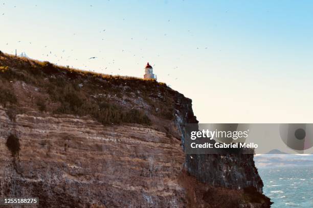 albatrosses and seagulls flying in otago peninsula - new zealand beach house stock pictures, royalty-free photos & images