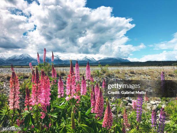 pink and purple lupines around tekapo - mackenzie country stock pictures, royalty-free photos & images